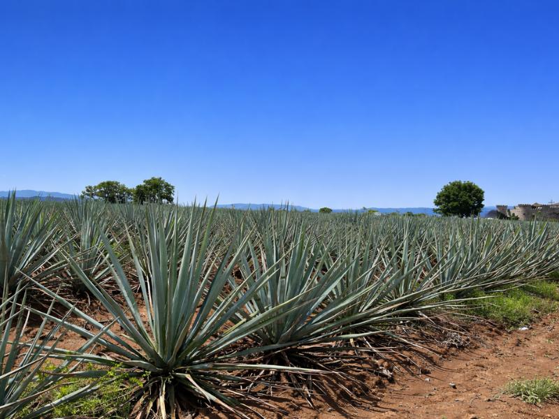 Agave Experience – Tequila Tour & Tastings in Jalisco