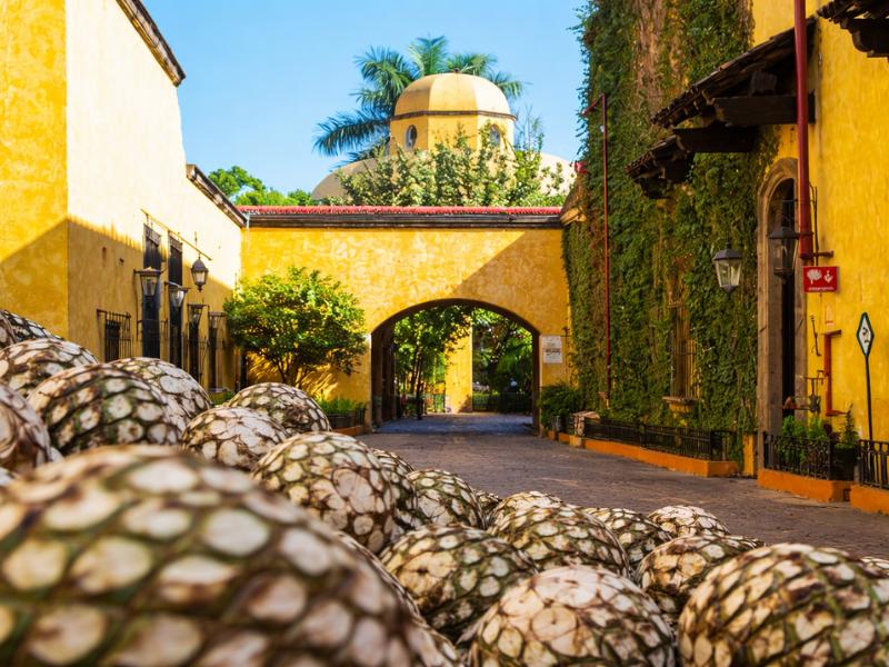Experience Tasted Pairing – Premium Tequila & Food Pairing Tour